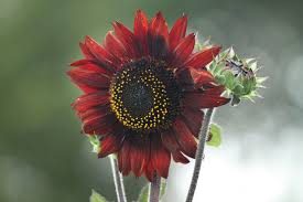 Image result for Helianthus annuus