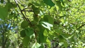 Attēlu rezultāti vaicājumam “Prunus armeniaca leaf”
