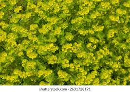 Attēlu rezultāti vaicājumam “Euphorbia virgata flower”