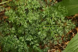 Attēlu rezultāti vaicājumam “Cenolophium denudatum”