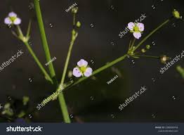 Attēlu rezultāti vaicājumam “Alisma lanceolatum”