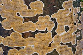 Attēlu rezultāti vaicājumam “Stereum rugosum”