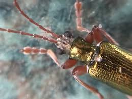 Attēlu rezultāti vaicājumam “Donacia clavipes”