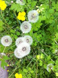 Attēlu rezultāti vaicājumam “Taraxacum suecicum”