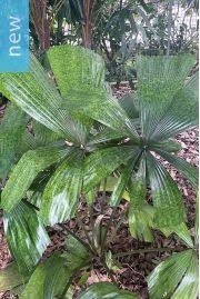 Attēlu rezultāti vaicājumam “Licea pusilla macro”