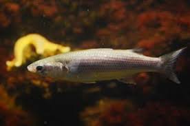 Image result for Liza ramada