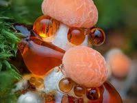 Attēlu rezultāti vaicājumam “Cribraria cancellata macro”