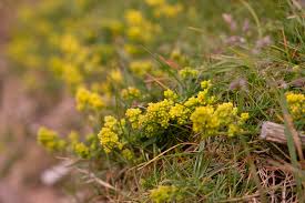 Attēlu rezultāti vaicājumam “Galium verum flower”