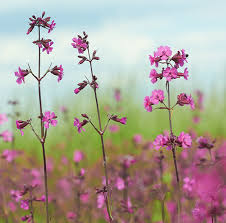 Image result for Pechnelke