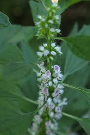 Attēlu rezultāti vaicājumam “Leonurus cardiaca flower”