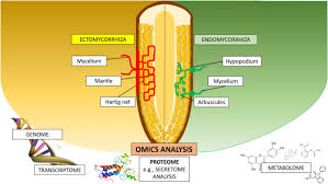 Attēlu rezultāti vaicājumam “Gloeophyllum trabeum”