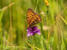 Attēlu rezultāti vaicājumam “Argynnis aglaja upperside”