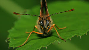 Attēlu rezultāti vaicājumam “Mellicta athalia”