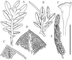 Attēlu rezultāti vaicājumam “Fissidens taxifolius sporophyte”