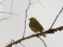 Image result for Anthus hodgsoni