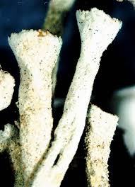 Attēlu rezultāti vaicājumam “Cladonia deformis”