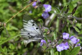 Attēlu rezultāti vaicājumam “Parnassius mnemosyne underside”