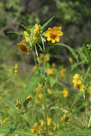 Attēlu rezultāti vaicājumam “Bidens cernua flower”