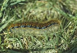 Attēlu rezultāti vaicājumam “Malacosoma castrensis male”