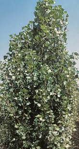 Attēlu rezultāti vaicājumam “Populus alba Nivea”