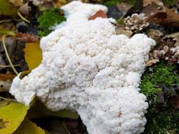 Attēlu rezultāti vaicājumam “Brefeldia maxima plasmodium”