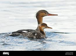 Attēlu rezultāti vaicājumam “Mergus serrator female”