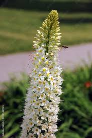 Image result for Steppenkerze