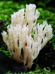 Attēlu rezultāti vaicājumam “Clavicorona pyxidata”