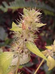 Attēlu rezultāti vaicājumam “Galeopsis tetrahit”