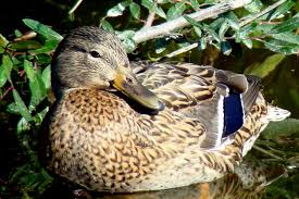 Attēlu rezultāti vaicājumam “Anas platyrhynchos female”