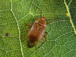 Attēlu rezultāti vaicājumam “Alloeotomus sp.”