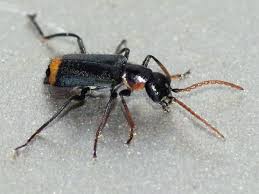 Attēlu rezultāti vaicājumam “Malachidae”