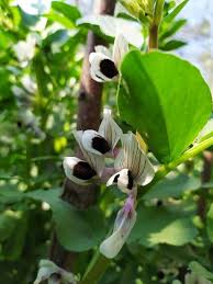 Attēlu rezultāti vaicājumam “Vicia faba flower”