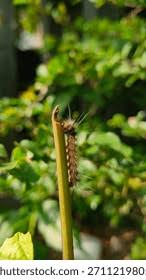 Attēlu rezultāti vaicājumam “Lymantria dispar larva”