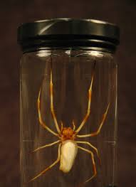 Attēlu rezultāti vaicājumam “Araneidae”