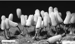 Attēlu rezultāti vaicājumam “Arcyria cinerea”