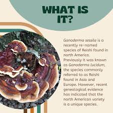 Attēlu rezultāti vaicājumam “Enteridium liceoides sessile”