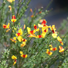 Image result for Cytisus scoparius