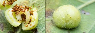 Attēlu rezultāti vaicājumam “Euura pedunculi”