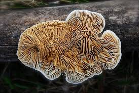 Attēlu rezultāti vaicājumam “Lenzites betulina”