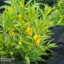 Attēlu rezultāti vaicājumam “Lysimachia thyrsiflora bud”