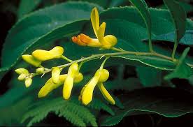 Attēlu rezultāti vaicājumam “Polygalaceae”