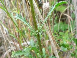 Attēlu rezultāti vaicājumam “Leucanthemum vulgare leaf”