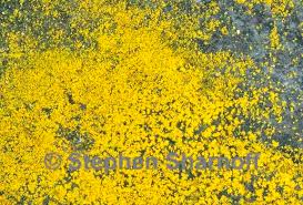 Attēlu rezultāti vaicājumam “Chrysothrix candelaris”