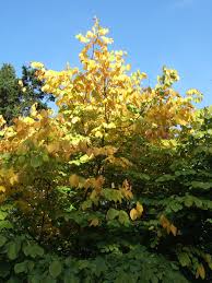 Attēlu rezultāti vaicājumam “Cladrastis kentukea leaf”