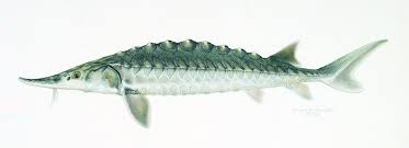Image result for Acipenser oxyrinchus oxyrinchus