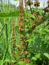 Attēlu rezultāti vaicājumam “Rumex obtusifolius flower”