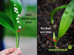 Image result for Bärlauch