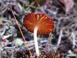 Attēlu rezultāti vaicājumam “Lichenomphalia umbellifera”