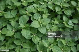 Attēlu rezultāti vaicājumam “Galinsoga quadriradiata leaf”